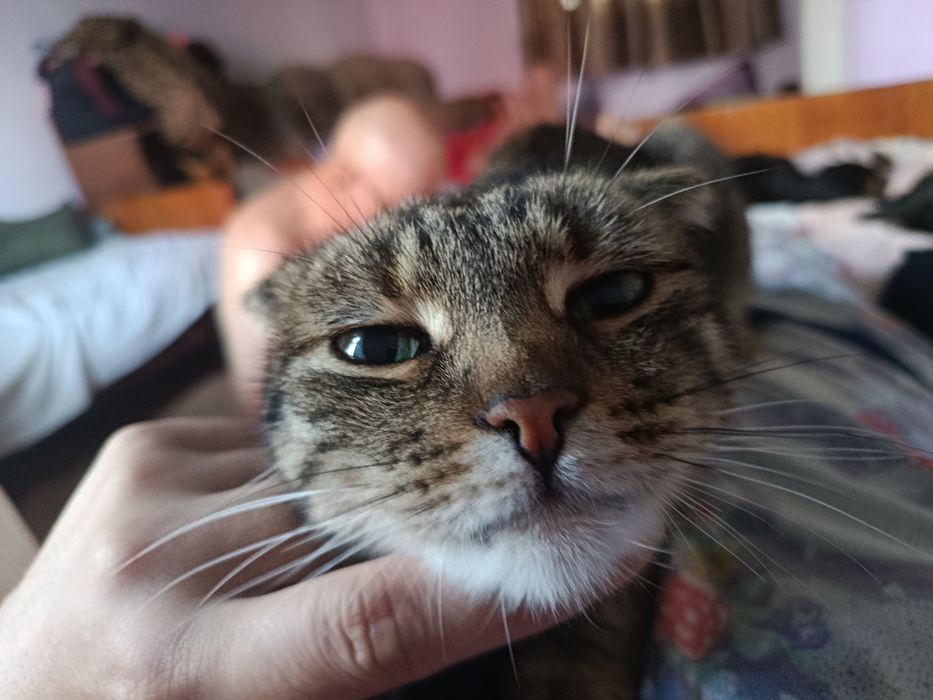 Отдам в добрые руки