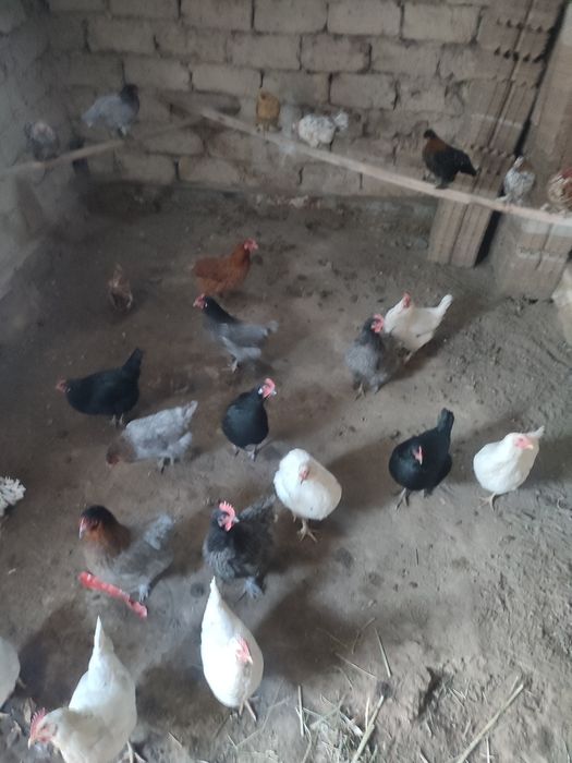 Куры домашние куры