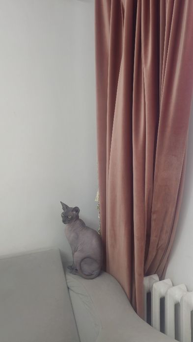 Замурчательный котик Сфинкс в добрые руки