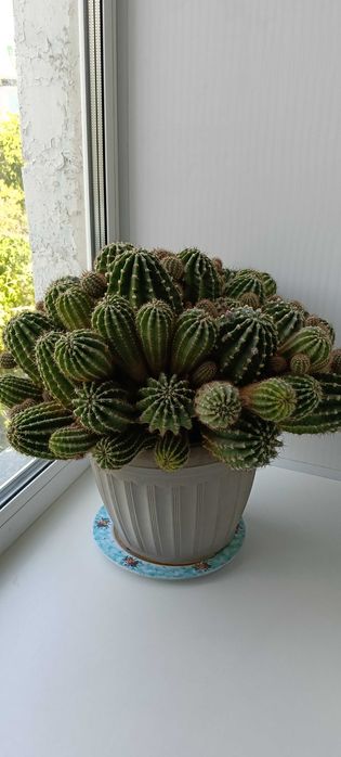 Кактус с множеством деток