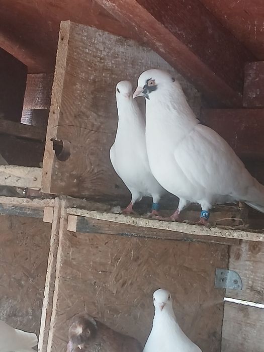 De vanzare păsări si porumbei ornament