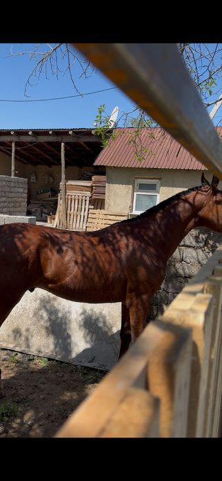 2 жасар құанан сатылады