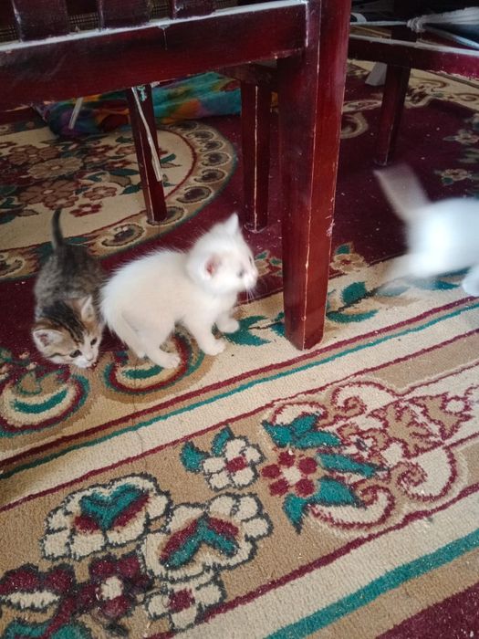 Мысық тегін берем маргау