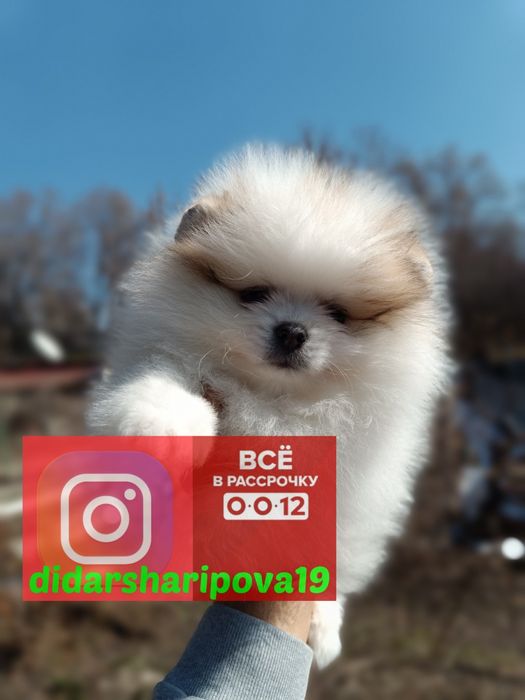 Шикарные щенки готовы к переезду &&-