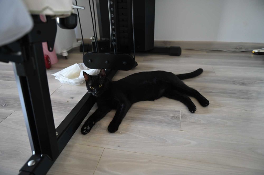 Motanel negru, sterilizat, aproximativ 10 luni — Masi, foarte simpatic