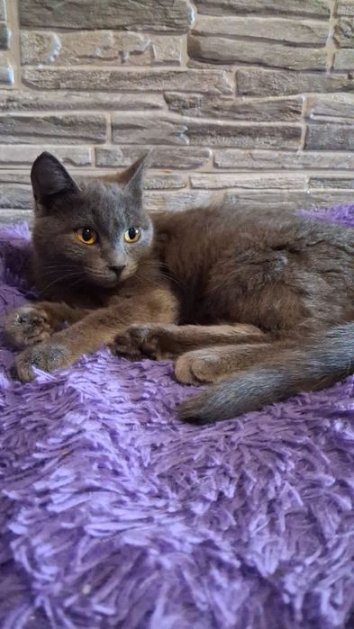 Красавица Салли в поисках дома!!