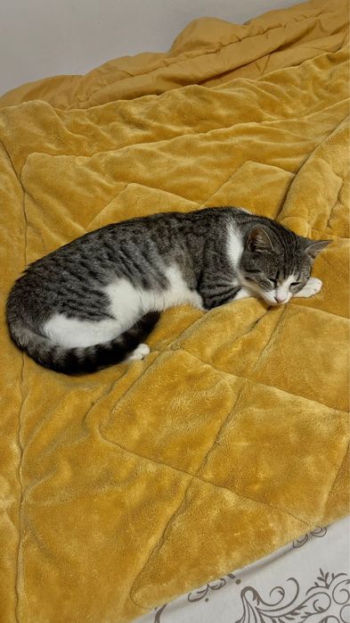 Adoptie Permanenta Pisica