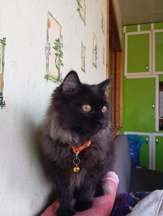 Котик продается или обмен