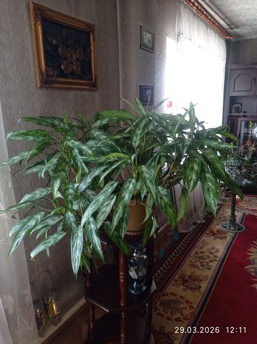 Продаются комнатные растения.