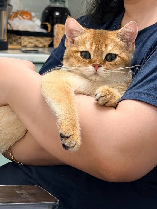 Продается котенок  родословная золотая шиншилла