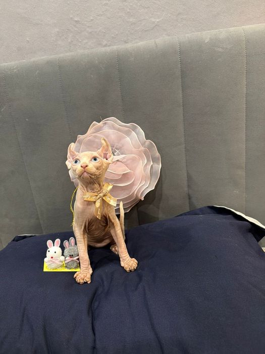 Шикарный сфинкс эльф