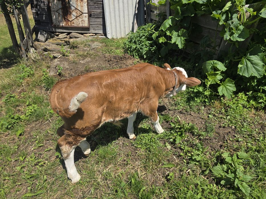 Vaca cu vitel si juninca