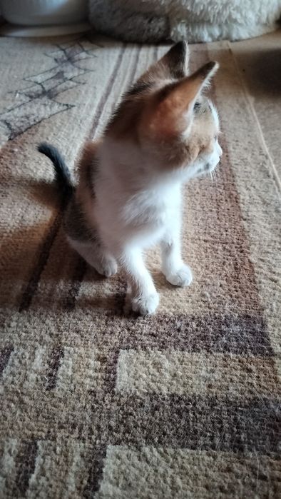 Котенок, 1 месяц