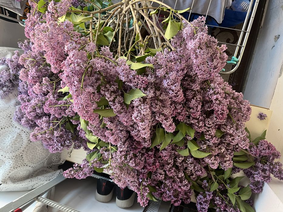 Продаю свежые сирень