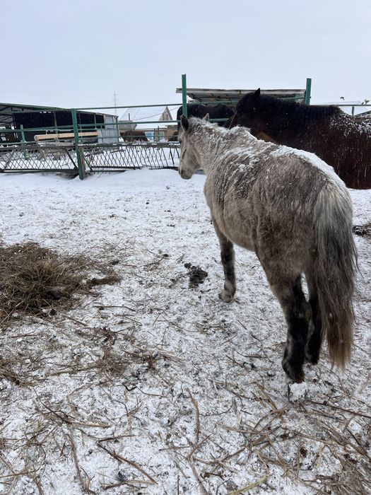 Продам лошадь ездавую