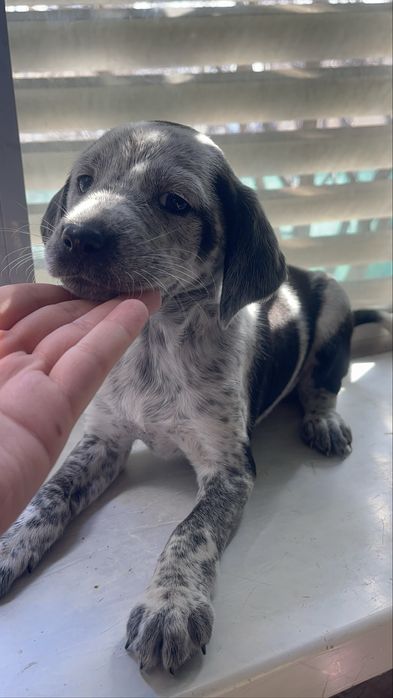 Продаю спаниельку