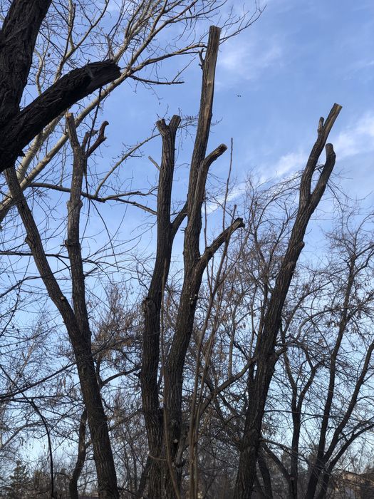 Спил деревьев,подрезка, кронирование!