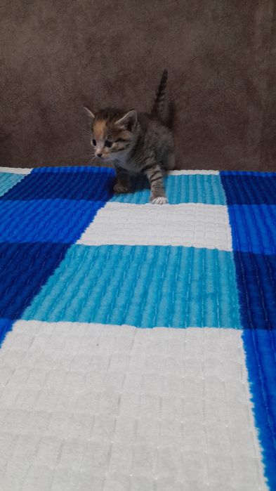 Кошки и коты милые