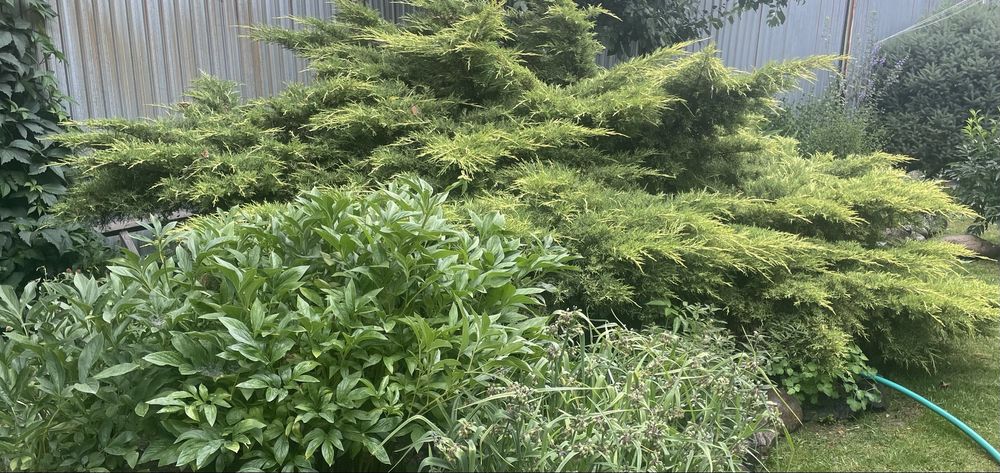 Можжевельник стелющийся