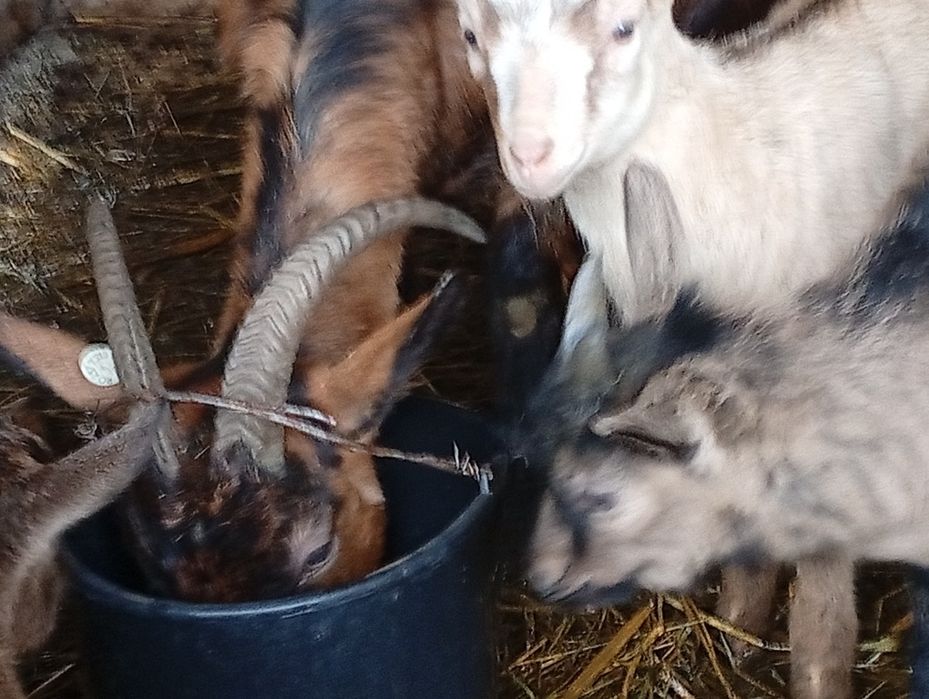Căprițe de lapte oferta azi la trei capre și 4 ezi de 20 kg buc