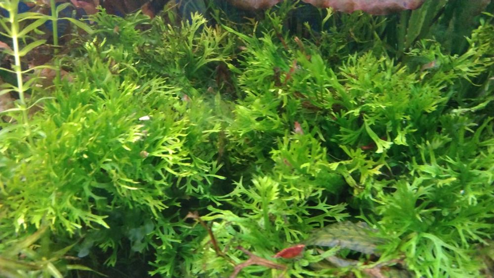 Продам аквариумные растения