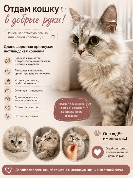 Отдам кошечку в добрые руки шотландская прямоухая