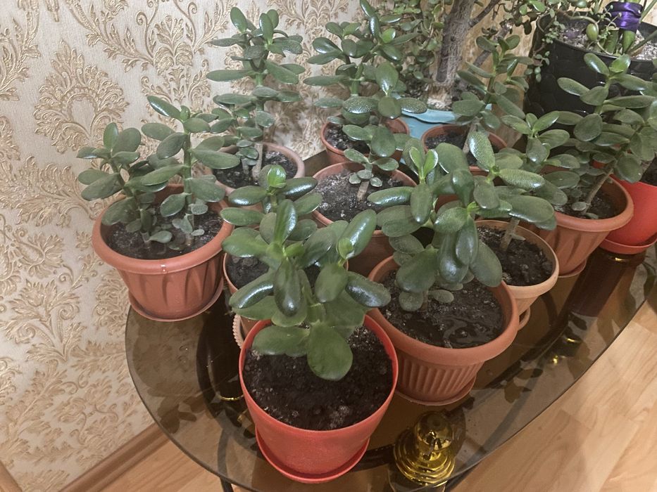 Денежное дерево