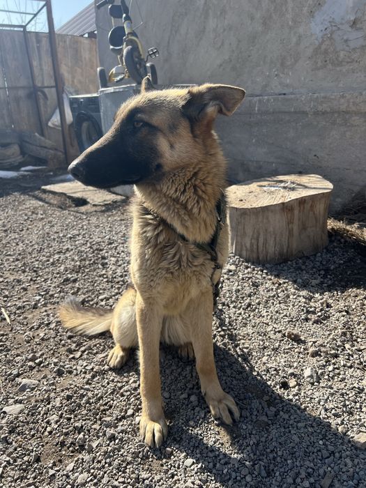 Авчарка ургашы 7 айлык