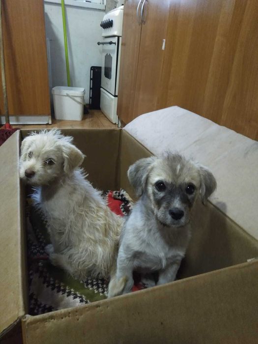 Două cățelușe de talie mică aprox 4 luni