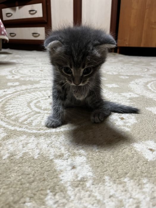 Котят в хорошие руки
