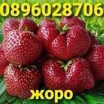 Домашно отгледан разсад ягоди – гарантиран вкус и аромат“