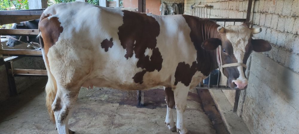 Mol sotiladi.bòģoz