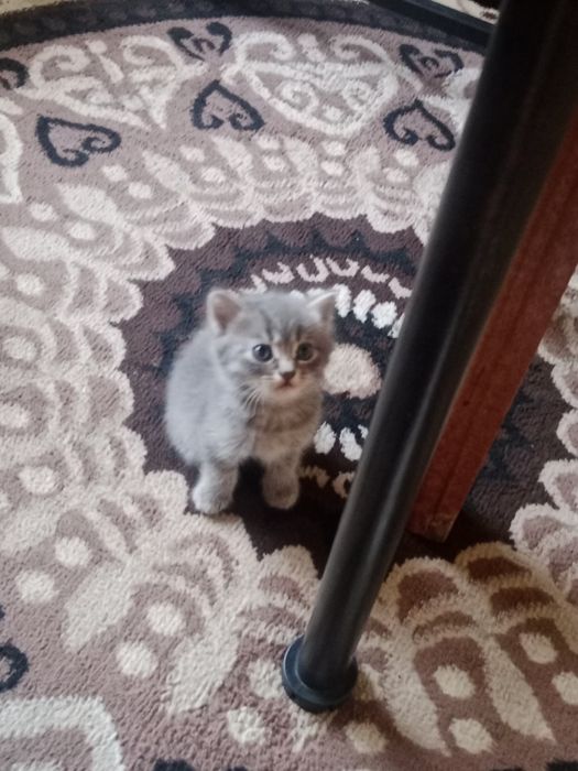 Отдаю котят платно