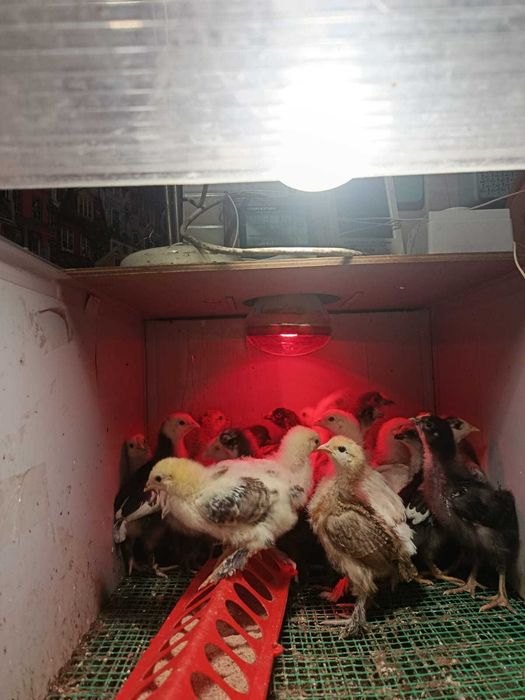 Продам домашних цыплят