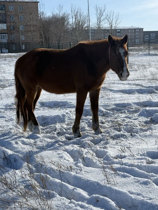 Жуас биелер сатылады
