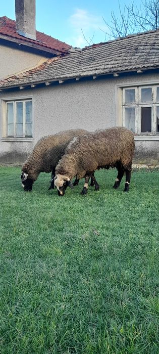 Кочове 4 броя на 1г и 2г.