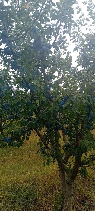 Vand prune productie proprie