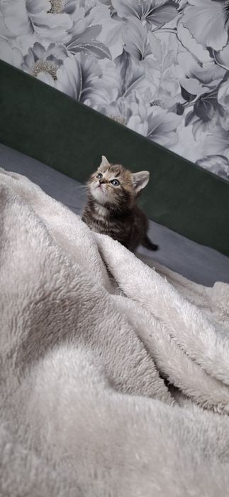 Британские ласковые котята