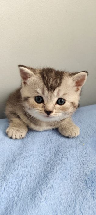 Вязка. Шотландский вислоухий кот.