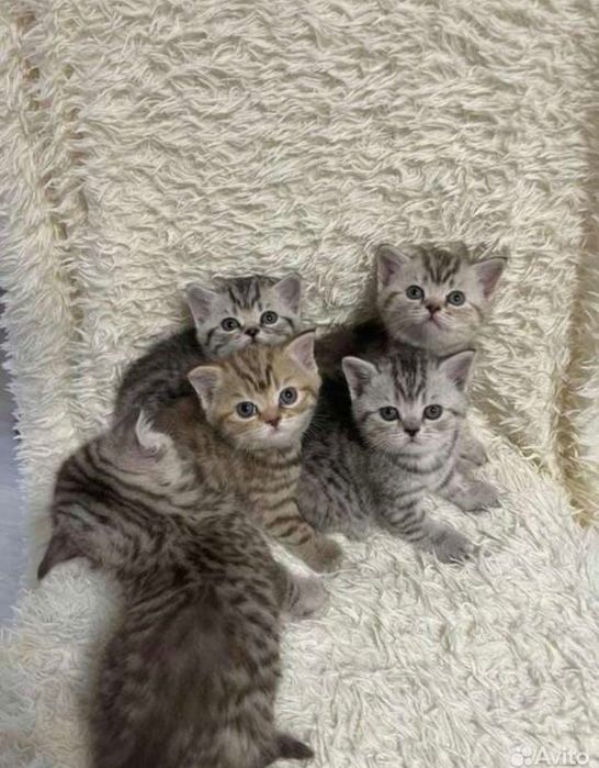 Шотландские кото-детки!