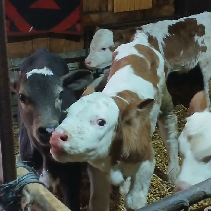 Vitei sugari baltata românească