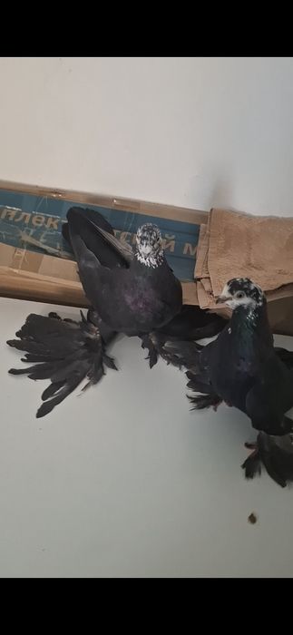 На продажу пара гульсаров