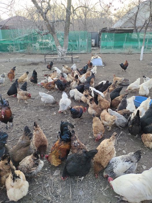 Продам инкубационные яйца