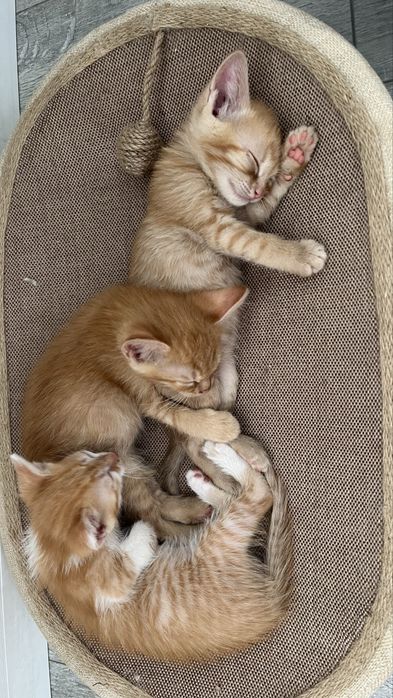 Отдам котят два мальчика и девочка