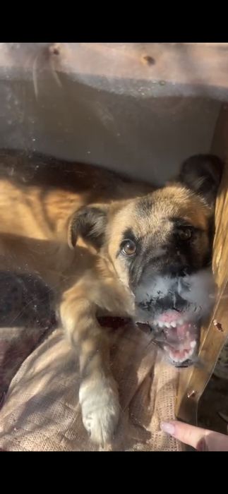 Собачка в добрые руки