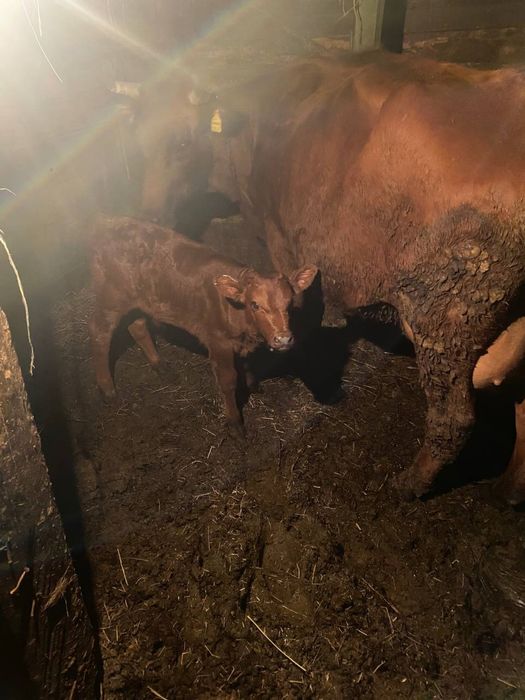 Продам коровк с теленком на подсосе