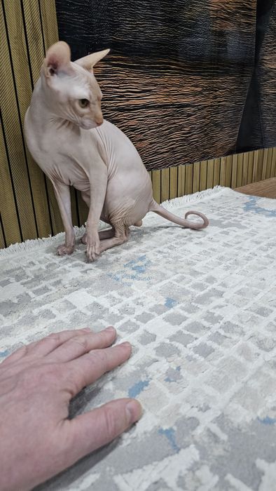 Продаётся кот сфинкс