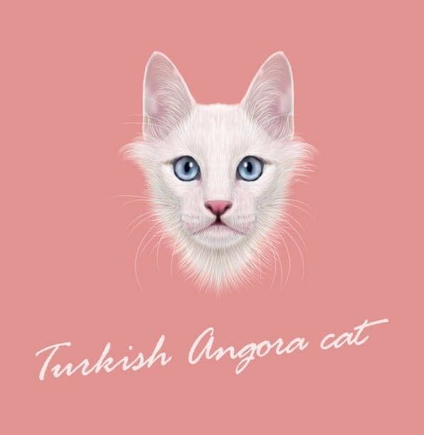 Котята турецкая ангора