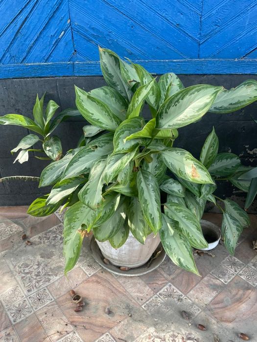 Продам комнатные  цветы