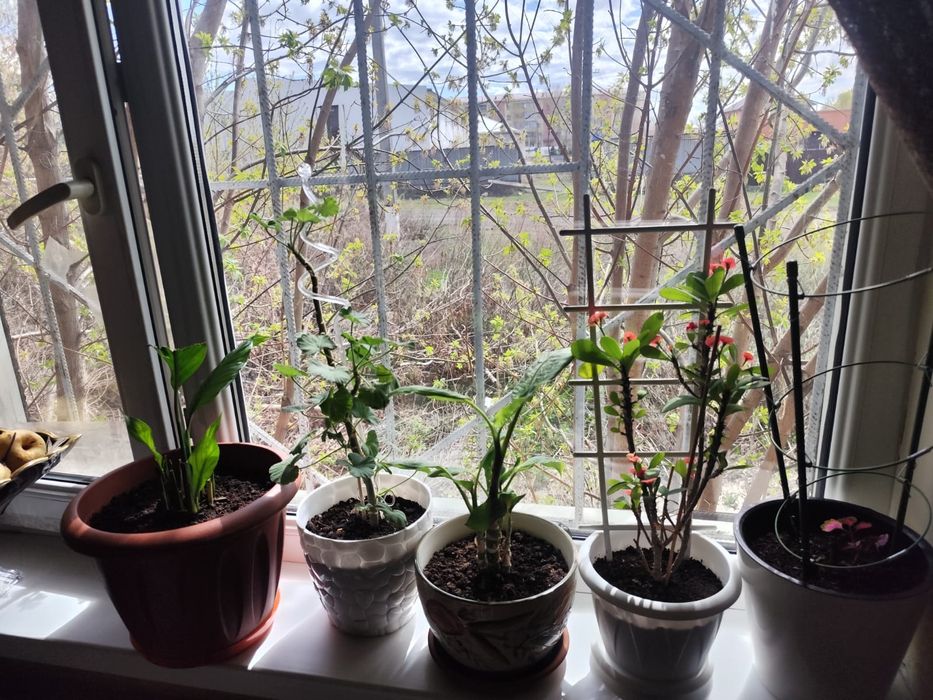 Срочно продам цветы